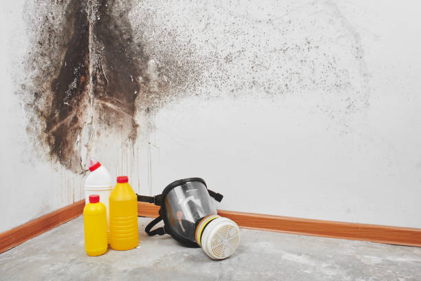 Best Office Mold Removal Services  in Avery Creek, NC