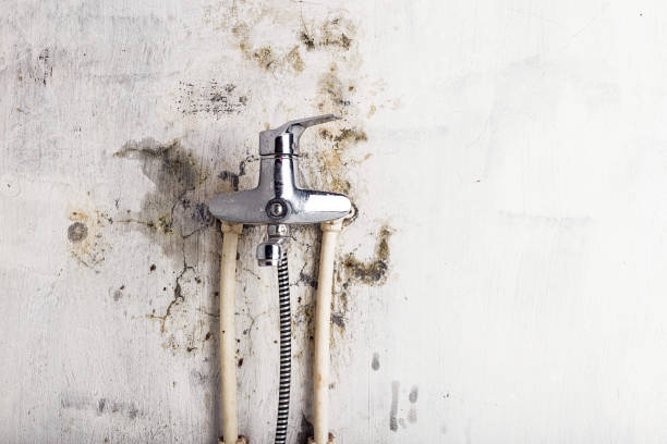 Best Fast Mold Removal  in Avery Creek, NC