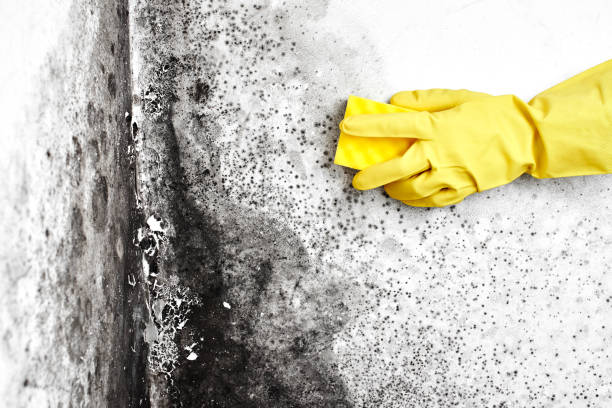 Best Local Mold Removal Service  in Avery Creek, NC