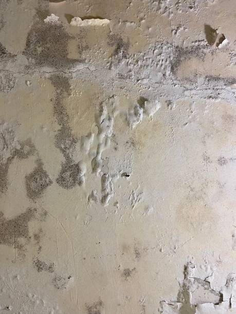 Best Best Mold Removal Companies  in Avery Creek, NC