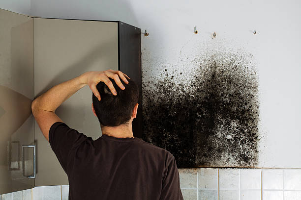 Home Mold Removal in Avery Creek, NC