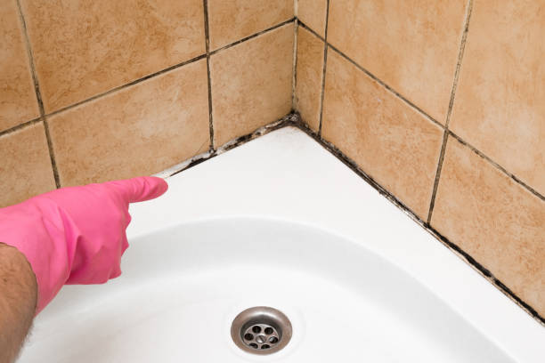 Best Commercial Mold Removal  in Avery Creek, NC